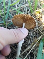 Agaricales