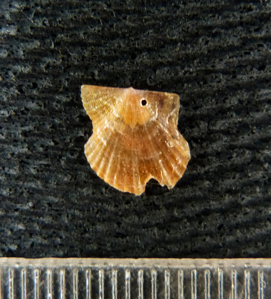 Leptopecten euterpes