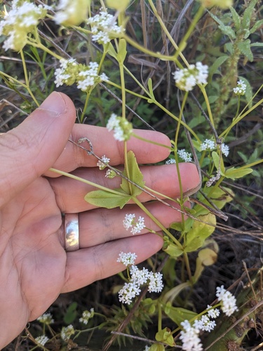 Llano Corn-salad (Valerianella texana)