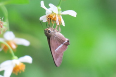 Hasora chromus chromus