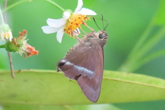 Hasora chromus chromus