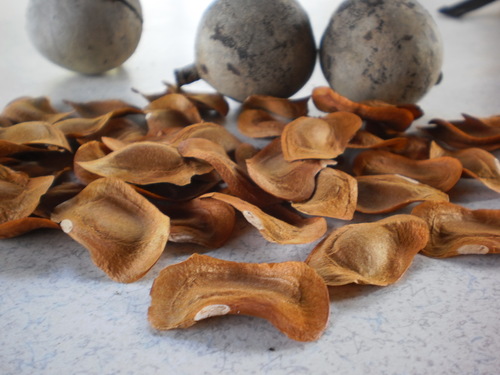 Image of Khaya senegalensis by (c) Ong Jyh Seng, some rights reserved (CC BY-SA)