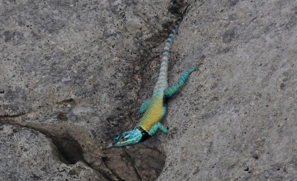 Minor Lizard