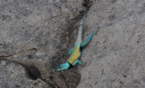 Minor Lizard