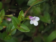 Torenia anagallis