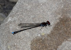 Argia cuprea