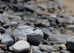 Macrothemis pseudimitans