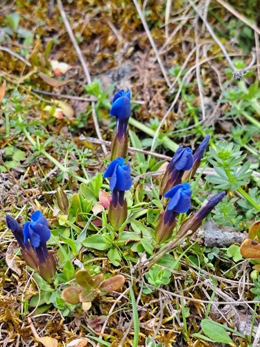 spring gentian