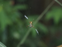 Argiope perforata