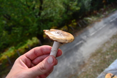 Cortinarius livido-ochraceus