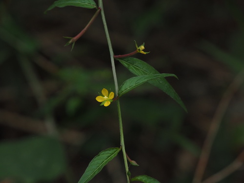 Ludwigia hyssopifolia iNat (1)