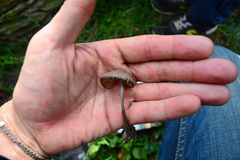 Entoloma corvinum