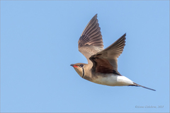Collared Pratincole