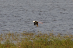 Himantopus himantopus