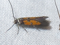 Chrysoclista linneella