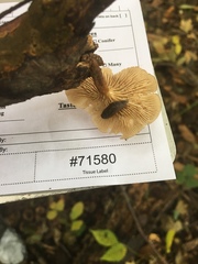 Lentinellus subaustralis