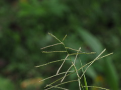 Paspalum paniculatum
