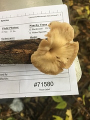 Lentinellus subaustralis