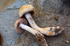 Cortinarius anomalus