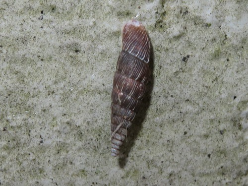 Two lipped door snail, Voorburg, Nederland, photo 8 of 10
