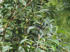 Papilio memnon heronus