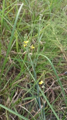 Crotalaria linifolia