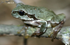 Japanese Treefrog photo 3