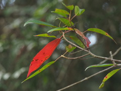 Elaeocarpus japonicus