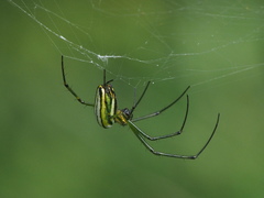 Leucauge celebesiana