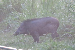 Sus scrofa vittatus