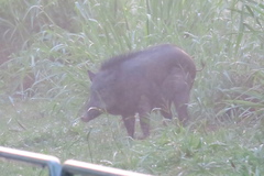 Sus scrofa vittatus