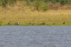 Anastomus lamelligerus