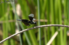 Rhyothemis fuliginosa