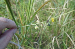 Crotalaria linifolia
