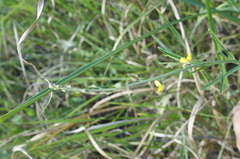 Crotalaria linifolia