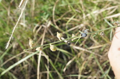 Crotalaria linifolia