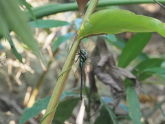 Polycanthagyna ornithocephala