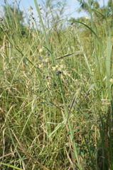 Crotalaria linifolia