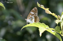 Limenitis doerriesi