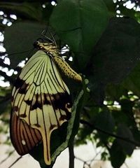 Papilio dardanus dardanus