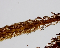 Cladostephus spongiosus