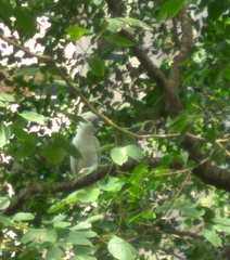 Cacatua sulphurea