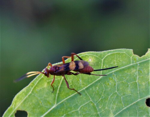 Compsocryptus fuscofasciatus