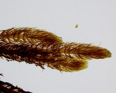 Cladostephus spongiosus