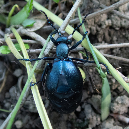 májka fialová (Meloe violaceus)