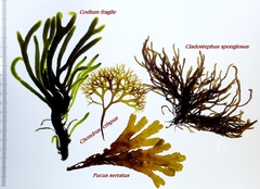 Cladostephus spongiosus