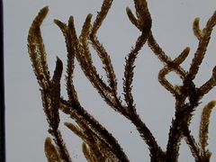 Cladostephus spongiosus