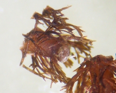 Cladostephus spongiosus