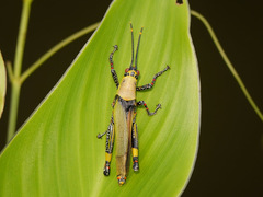 Zonocerus variegatus