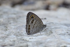 Ypthima lisandra